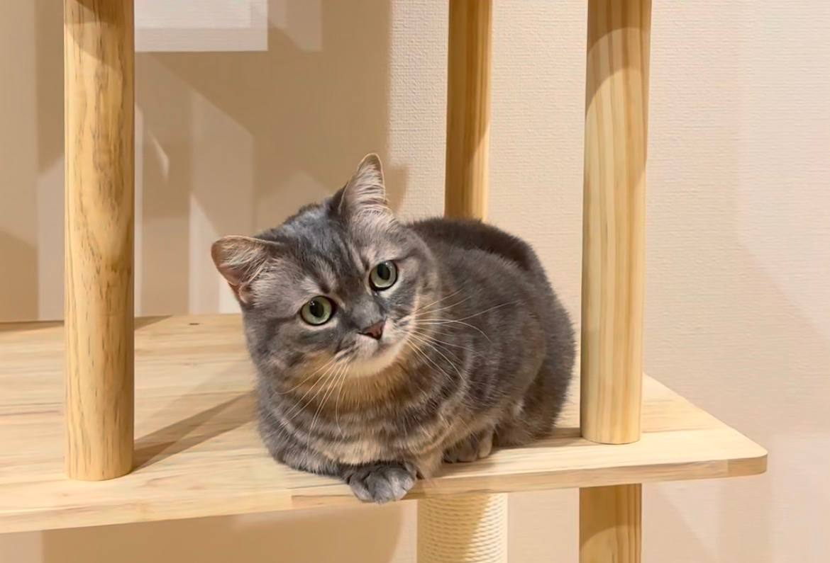 Cocoa at home