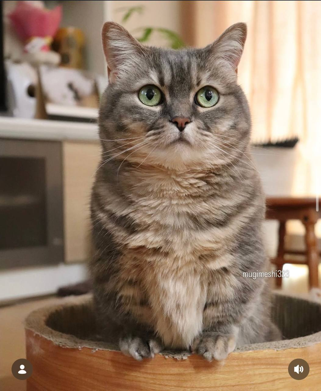 Cocoa the cat