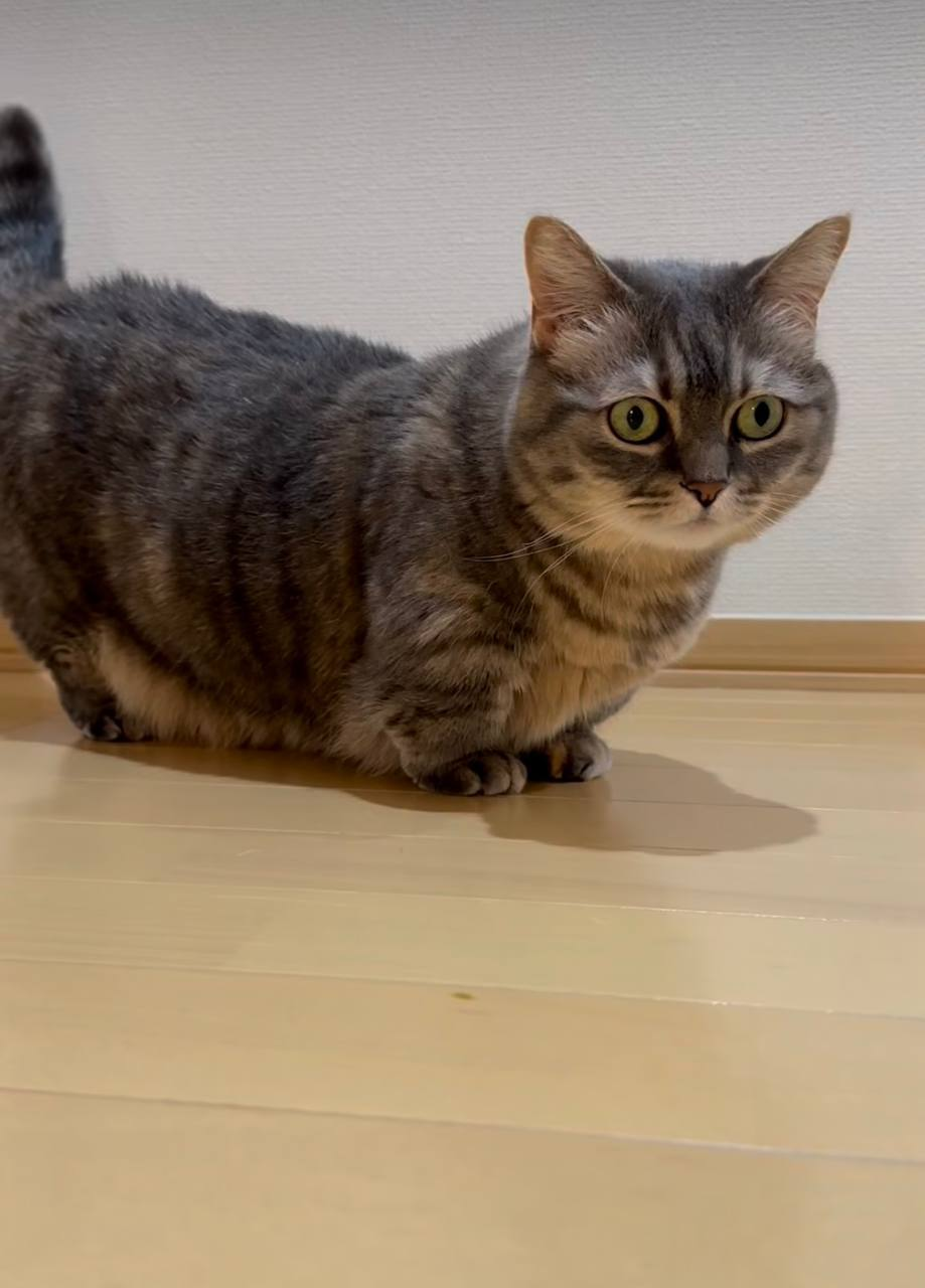 Cocoa standing at home