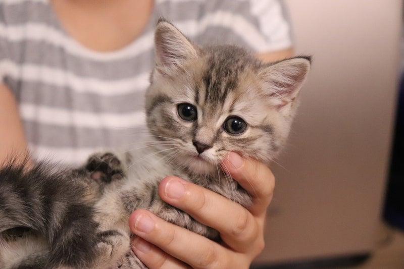 Cocoa as a kitten
