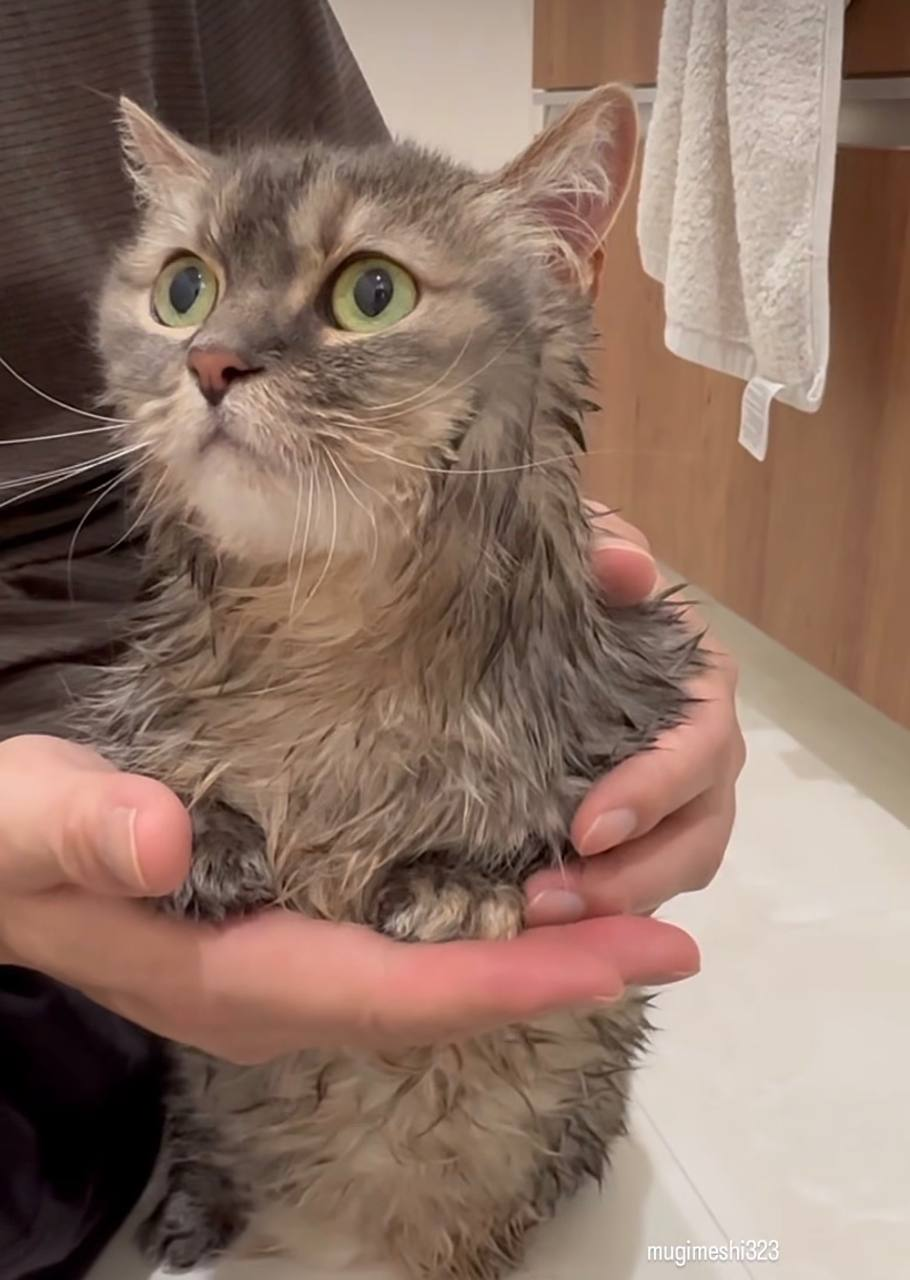 Cocoa after a bath