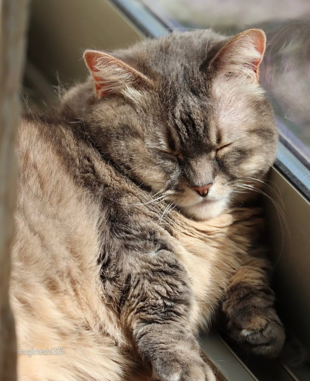 Cocoa sleeping