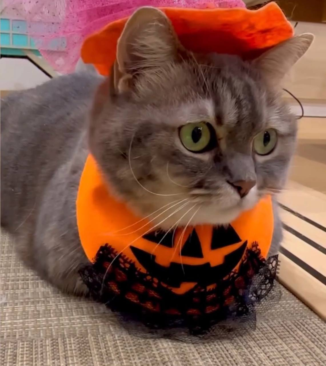 Cocoa in a Halloween collar