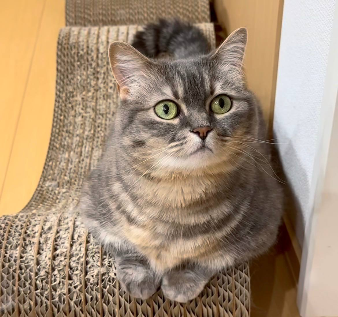 Cocoa