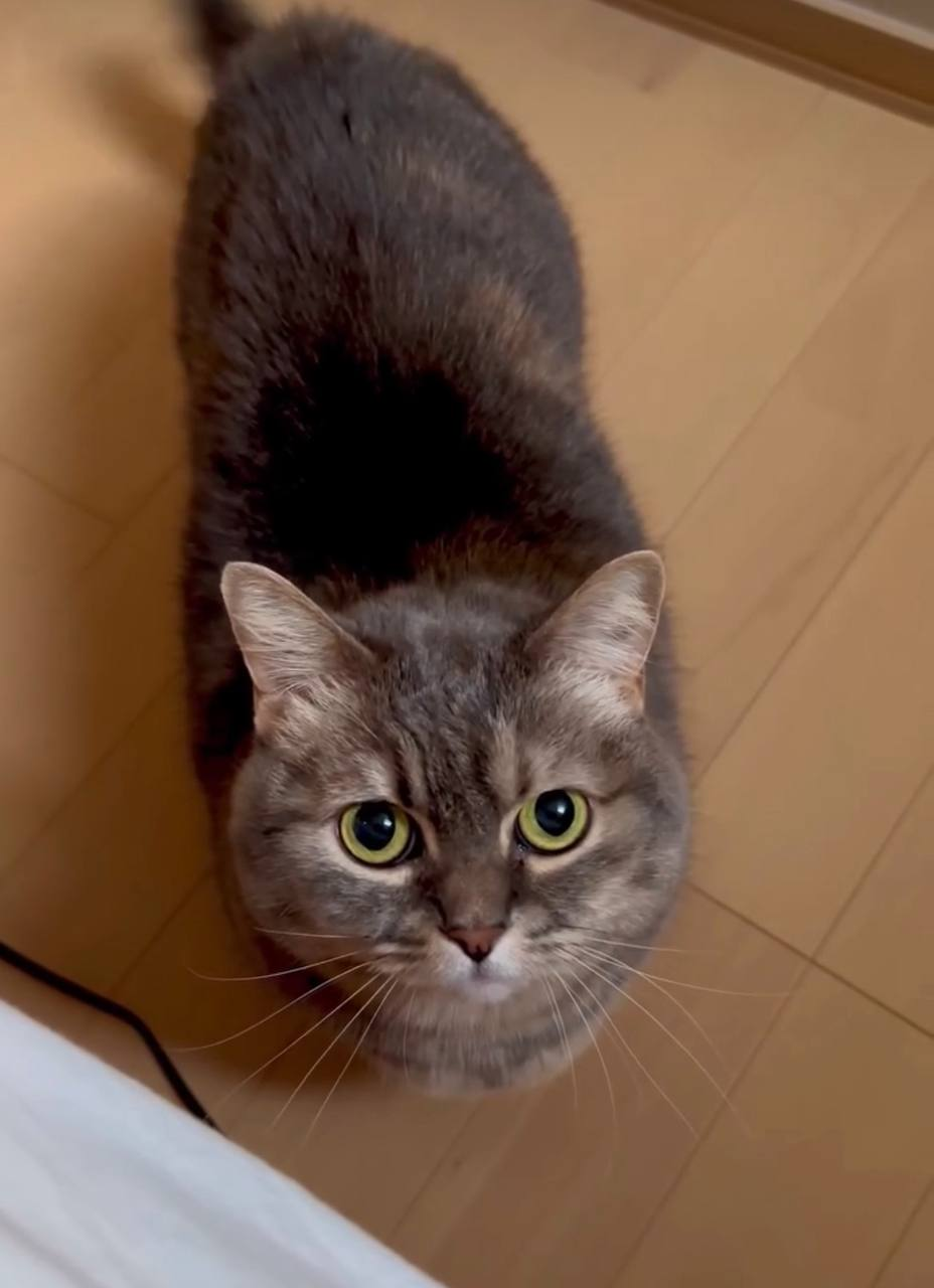 Cocoa looking up