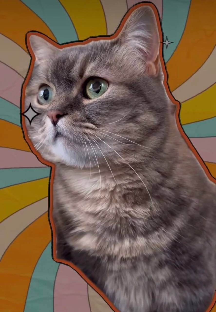 Cocoa